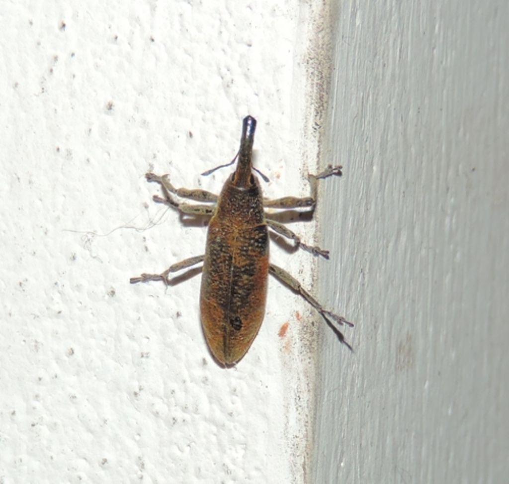 Lixus (Dilixellus) pulverulentus, Curculionidae